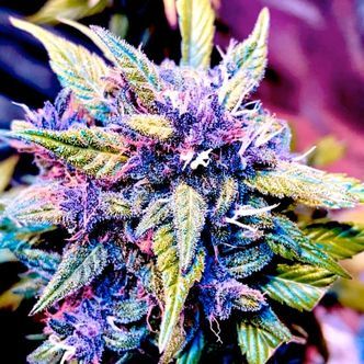 Blackberry Nuggets (BSB Genetics) feminizadas