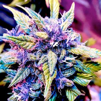 Blackberry Nuggets (BSB Genetics) feminizadas