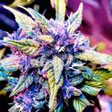Blackberry Nuggets (BSB Genetics) feminizadas