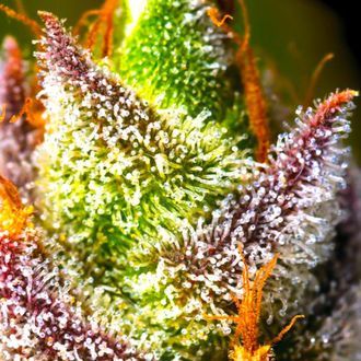 Mimosa (BSB Genetics) feminizada