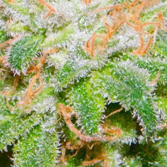 Runtz (BSB Genetics) feminizada