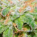 Runtz (BSB Genetics) feminizada