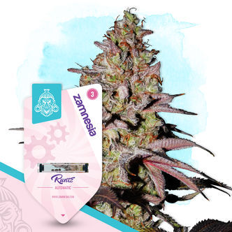 Runtz Autoflorescentes (Zamnesia Seeds) feminizadas
