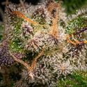 Runtz Autoflorescentes (Zamnesia Seeds) feminizadas