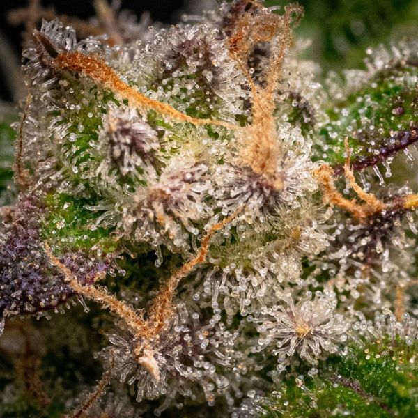 Runtz Autoflorescentes (Zamnesia Seeds) feminizadas