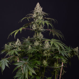 Runtz Autoflorescentes (Zamnesia Seeds) feminizadas