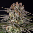 Runtz Autoflorescentes (Zamnesia Seeds) feminizadas