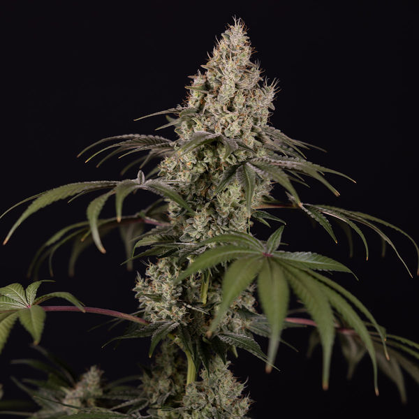 Runtz Autoflorescentes (Zamnesia Seeds) feminizadas