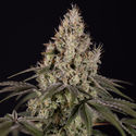 Runtz Autoflorescentes (Zamnesia Seeds) feminizadas