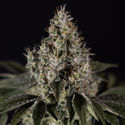 Runtz Autoflorescentes (Zamnesia Seeds) feminizadas