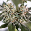 Runtz Autoflorescentes (Zamnesia Seeds) feminizadas