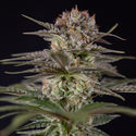 Runtz Autoflorescentes (Zamnesia Seeds) feminizadas
