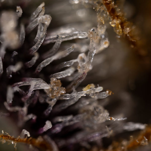 Runtz Autoflorescentes (Zamnesia Seeds) feminizadas