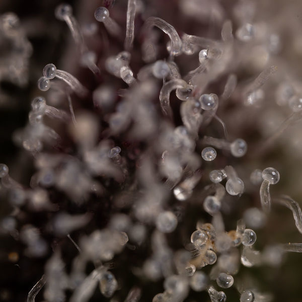 Runtz Autoflorescentes (Zamnesia Seeds) feminizadas