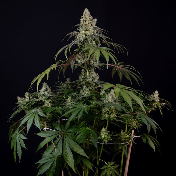 Runtz Autoflorescentes (Zamnesia Seeds) feminizadas