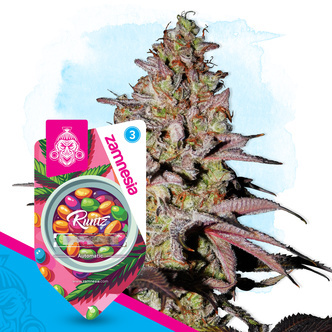 Runtz Autoflower (Zamnesia Seeds) feminizada