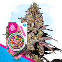 Runtz Autoflorescentes (Zamnesia Seeds) feminizadas