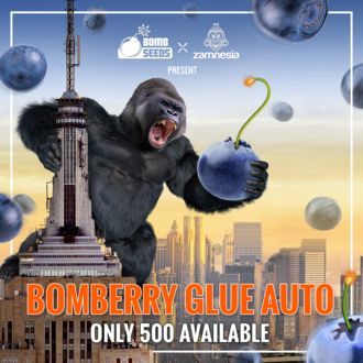 Bomberry Glue Auto (Bomb Seeds x Zamnesia) feminizada