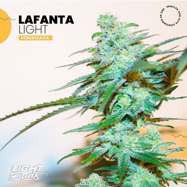 Lafanta Light (Light Buds) Feminizada