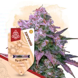 Do-Si-Dos Autoflorescentes (Zamnesia Seeds) feminizadas