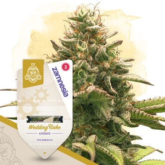 Wedding Cake Autoflorescente (Zamnesia Seeds) feminizada