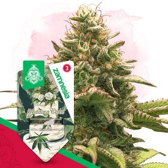 Wedding Cake Autoflower (Zamnesia Seeds) feminizada