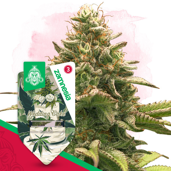 Wedding Cake Autoflorescente (Zamnesia Seeds) feminizada
