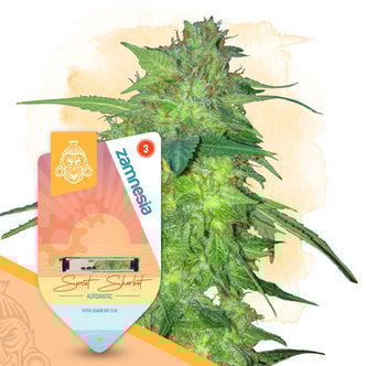 Sunset Sherbet Autoflorescente (Zamnesia Seeds) feminizada