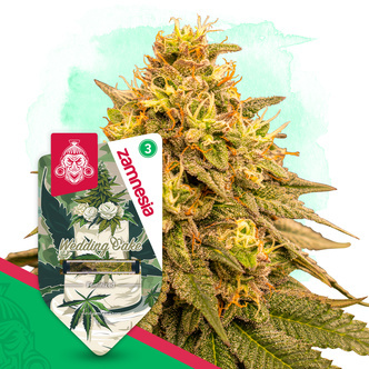 Wedding Cake (Zamnesia Seeds) feminizada