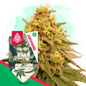 Wedding Cake (Zamnesia Seeds) feminizada