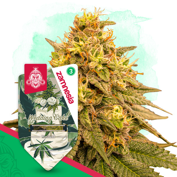 Wedding Cake (Zamnesia Seeds) feminizada