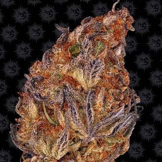 Runtz Auto (Barney's Farm) feminizada