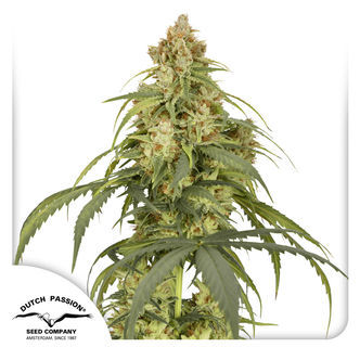 Auto CBD-Victory (Dutch Passion) Feminizada