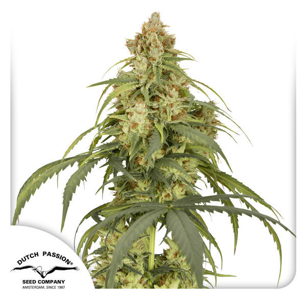 Auto CBD-Victory (Dutch Passion) feminizada