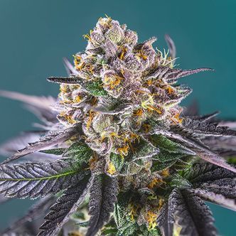 Red Strawberry Banana Auto (Sweet Seeds) Feminizada