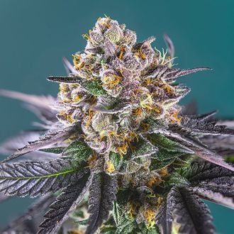 Red Strawberry Banana Auto (Sweet Seeds) Feminizada