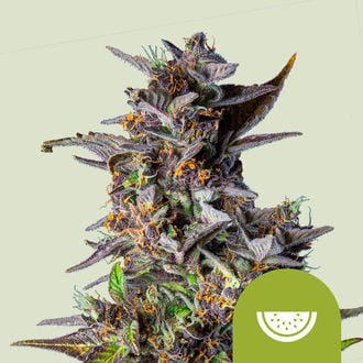 Watermelon Autoflower (Royal Queen Seeds) feminizada