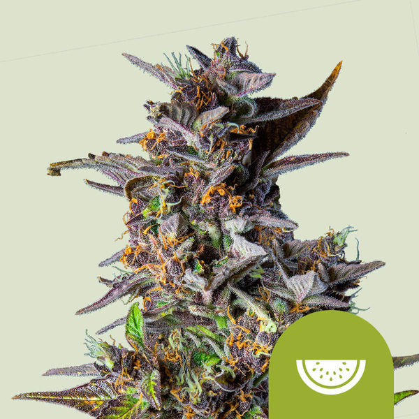 Watermelon Autoflower (Royal Queen Seeds) feminizada