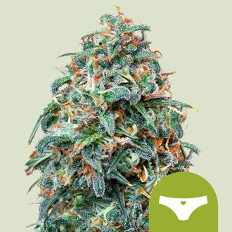 Sherbet Queen Autoflorescentes (Royal Queen Seeds) Feminizada