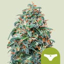 Sherbet Queen Autoflorescentes (Royal Queen Seeds) Feminizada