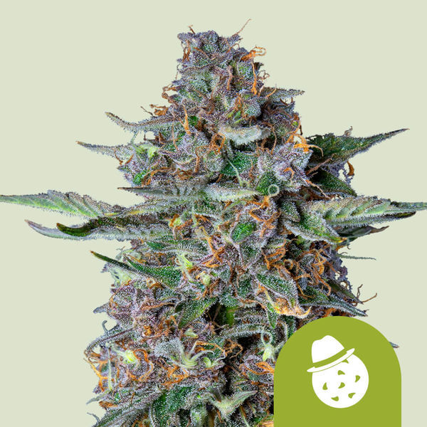 Do-Si-Dos Autoflorescente (Royal Queen Seeds) feminizada