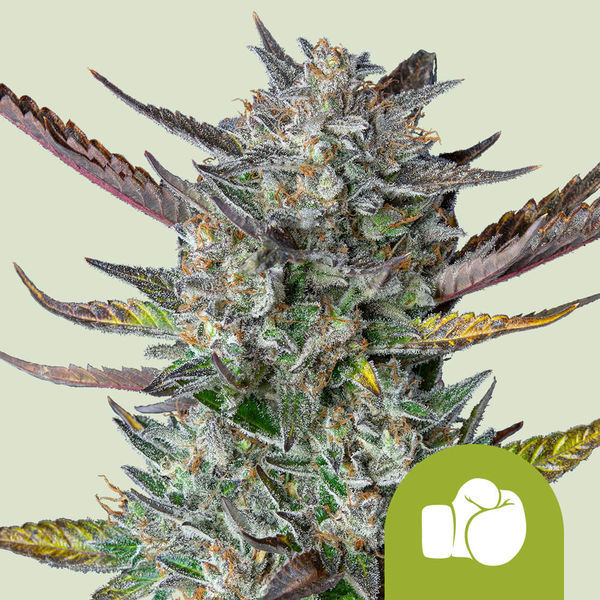 Purple Punch Autoflower (Royal Queen Seeds) feminizada