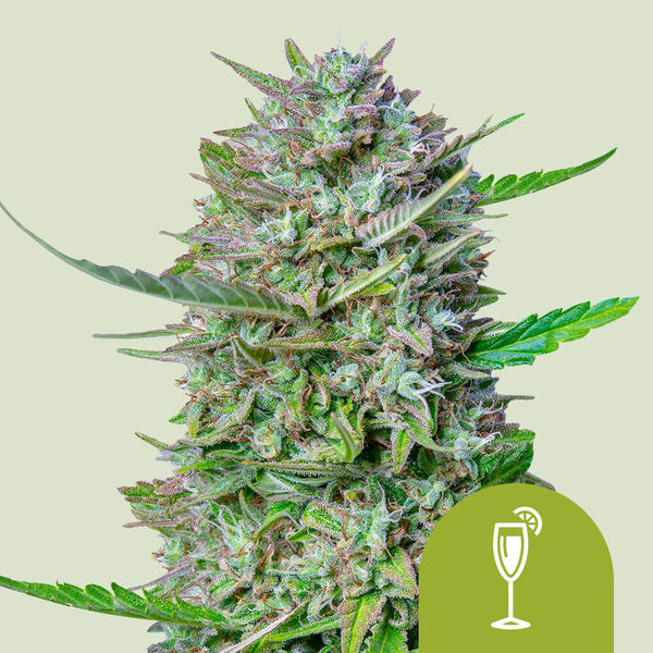 Mimosa Autoflorecente (Royal Queen Seeds) feminizada