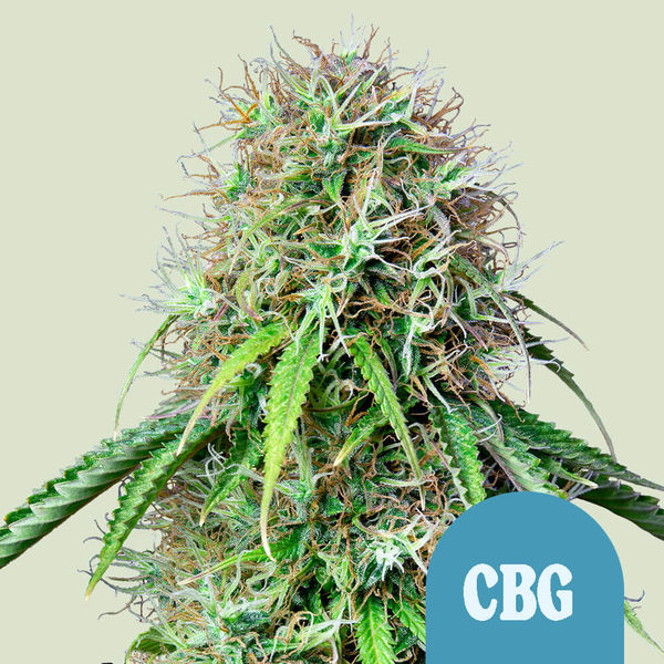 Royal CBG Autoflower (Royal Queen Seeds) feminizada