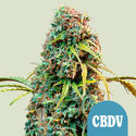 Royal CBDV Autoflorescentes (Royal Queen Seeds) feminizadas