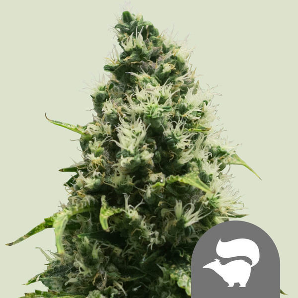 Skunk XL (Royal Queen Seeds) regular