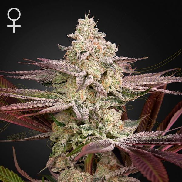 Chemical Bride (Greenhouse Seeds) Feminizada