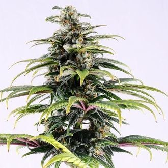 CBG Auto (Kannabia) Feminizada