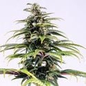 CBG Auto (Kannabia) Feminizada