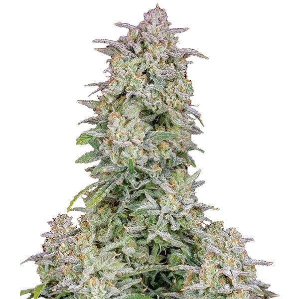 Forbidden Runtz Auto (FastBuds) feminizada